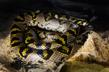 Japanese Rat Snake in its terrarium. black and yellow snake