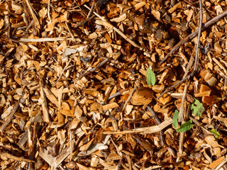 Natural Wood Mulch and Green Leaves.