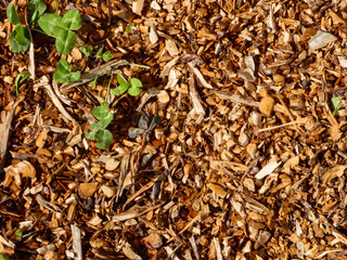 Natural Wood Mulch and Green Leaves.