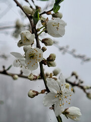 spring cherry blossom