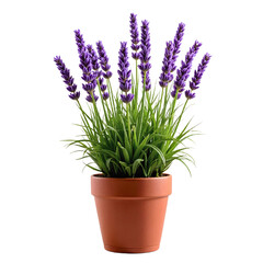 Obraz premium A potted lavender plant in full bloom against a transparent background concept of nature, tranquility, and growth.
