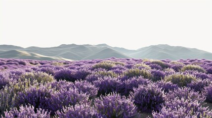 Obraz premium Lavender field with mountain backdrop