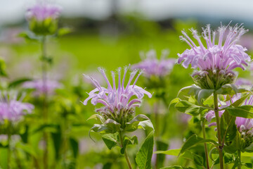 Fototapeta premium Purple bee balm flowers blooming in summer field