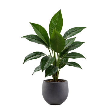 Fototapeta A lush Peace Lily plant in a simple gray pot against a transparent  background. This serene and modern image is perfect for nature, tranquility, and interior design themes.
