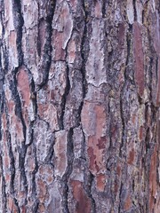 Pinus pinaster_Maritime Pine brown tree bark in summer