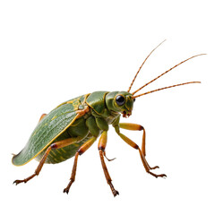 Vibrant Green Grasshopper with Detailed Compound Eyes - Natural Beauty and Wildlife Photography