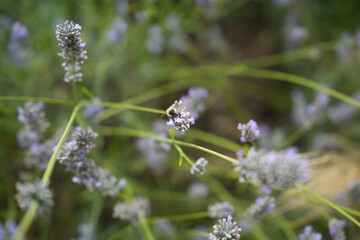 Bee pollinating some lavender