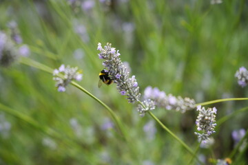 Bee pollinating some lavender