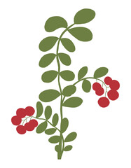 Cowberry hand drawn vector green branch with red berries. Ingredient for cooking dishes sauce and desserts in restaurant. Floral design element.