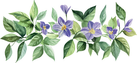 Obraz premium Delicate watercolor painting of blooming purple clematis flowers and green leaves on a white background
