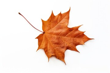 Fototapeta premium Leaf maple plant tree.