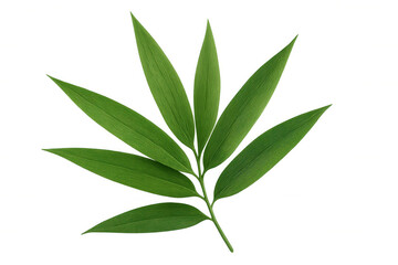 Vibrant green bamboo leaf isolated on a transparent background, perfect for nature-themed designs