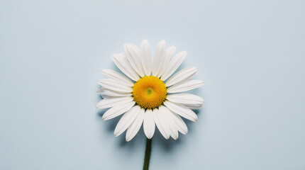 Obraz premium White daisy with yellow center on pale blue background minimal fresh floral accent