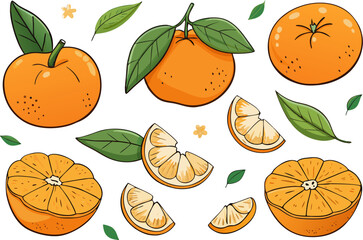 Fresh orange. Big vector collection of fresh oranges. Orange fruit isolated on white background.
