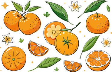 Fresh orange. Big vector collection of fresh oranges. Orange fruit isolated on white background.
