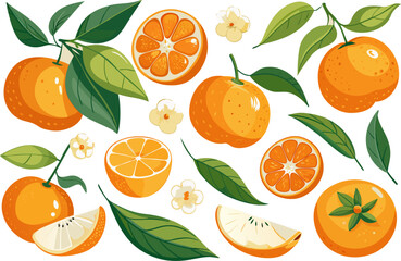 Fresh orange. Big vector collection of fresh oranges. Orange fruit isolated on white background.

