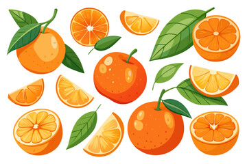 Fresh orange. Big vector collection of fresh oranges. Orange fruit isolated on white background.
