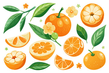 Fresh orange. Big vector collection of fresh oranges. Orange fruit isolated on white background.
