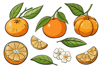 Fresh orange. Big vector collection of fresh oranges. Orange fruit isolated on white background.
