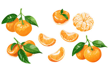 Fresh orange. Big vector collection of fresh oranges. Orange fruit isolated on white background.
