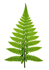 Young emerald green delicate fern frond with intricate veins, backlit against a transparent background with copy space, showcasing natural freshness and pure growth concept