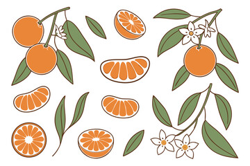 Fresh orange. Big vector collection of fresh oranges. Orange fruit isolated on white background.
