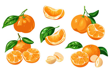 Fresh orange. Big vector collection of fresh oranges. Orange fruit isolated on white background.
