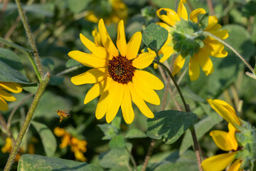 ひまわりとミツバチ