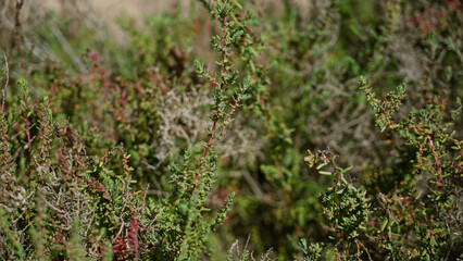 Wild greenery outdoors in torrevieja spain under the sunny weather capturing the natural essence of the local mediterranean flora in a vivid display of green and brown hues