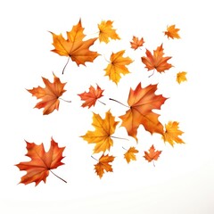 Fototapeta premium Maple leaves falling plant leaf.