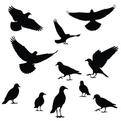 A collection of black bird silhouettes showing various species in flying landing and standing poses.