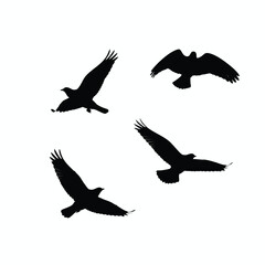 A collection of four black silhouettes of large birds of prey such as eagles or hawks in various flight poses.