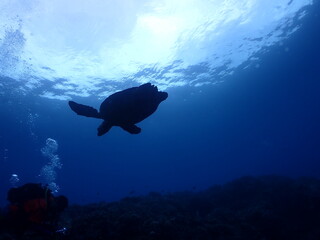 石垣島で泳ぐウミガメを海底から眺める

