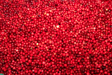 Borówki leśne na targu © hunter76