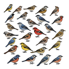 A diverse collection of colorful illustrated songbirds showcasing various species in a cartoon vector style.