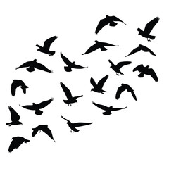 A flock of black bird silhouettes in various flight positions isolated graphic illustration.