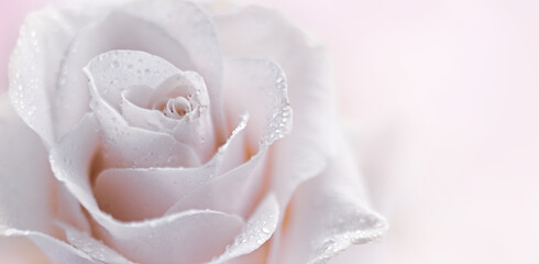 Elegant white rose covered in delicate dew drops, captured in soft focus with a light pink background for a romantic and serene feel.