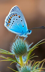 Obraz premium Common Blue (Plebejus idas) is a species of diurnal butterfly
