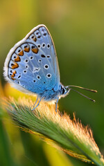 Fototapeta premium Common Blue (Plebejus idas) is a species of diurnal butterfly