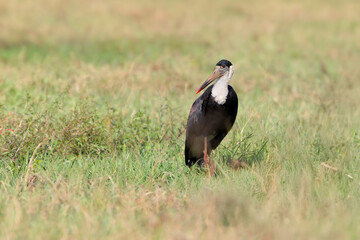 An adult Asian woolly-necked stork or Asian woollyneck (Ciconia episcopus) is photographed close-up standing in thick grass and in flight