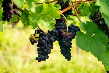 Ripe grapes on the vine, ready for harvest