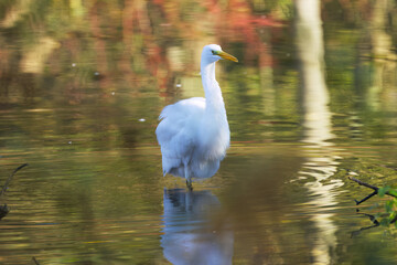 Fototapeta premium Great egret in shallow water, Ardea alba surrounded by yellow and green colors reflecting in the water, Great egret looking into the camera and surrounded by red and yellow reflections in the lake