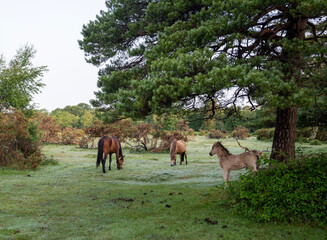 ponies and foal in the new forest near brockenhurst in hampshire