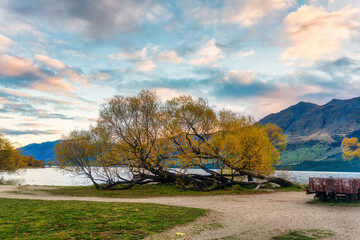 Willow tree with yellow leaves in autumn by Lake Wakatipi and mountain range in the evening at Glenorchy, New Zealand