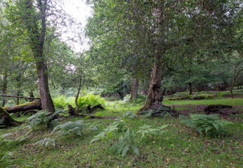 ferns in lush green new forest in hampshire near brockenhurst
