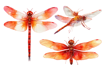 Four stylized orange-red dragonflies