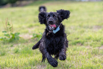 A Cocker Spaniel dog runs towards camera with its fur and ears flapping in the wind. Lovable country dog. Mans best friend. Black dog.