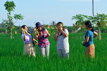 A group of four teenage girls stand on a rice field path, smiling as they hold large sword beans freshly picked from the surrounding farmland.