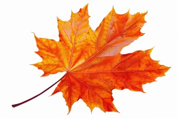 Fototapeta premium Autumn leave plant maple leaf.