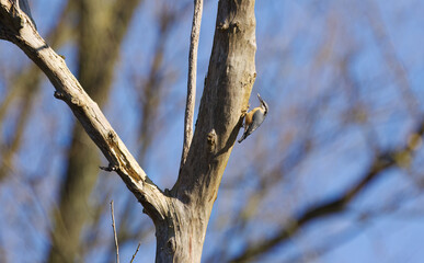 A nuthatch climbs a tree, blue sky, other bare trees in the background, small songbird climbs the tree trunk in search of food, Sitta europaea